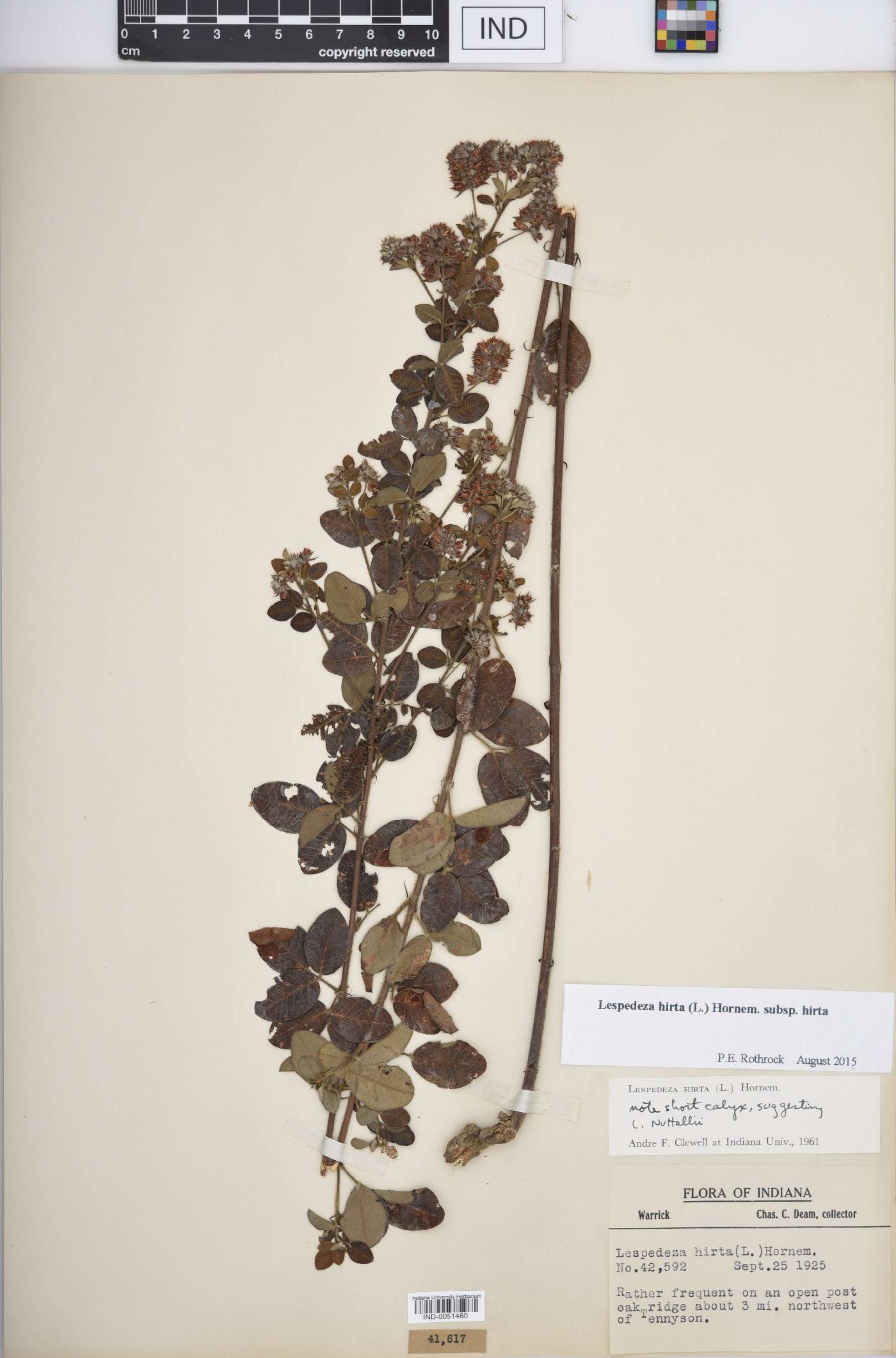 Lespedeza hirta subsp. hirta image