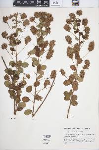 Lespedeza hirta image