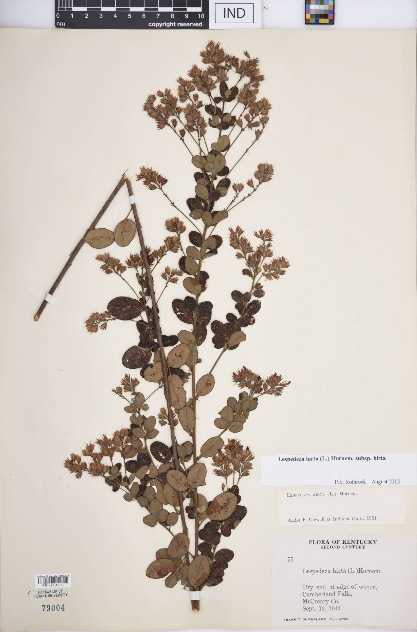 Lespedeza hirta subsp. hirta image