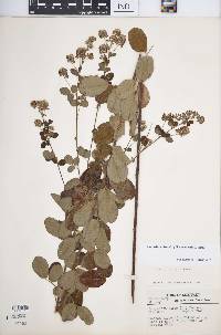 Lespedeza hirta subsp. hirta image