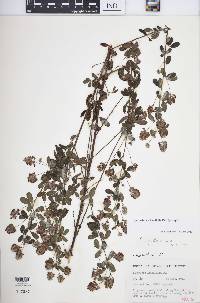 Lespedeza × longifolia image
