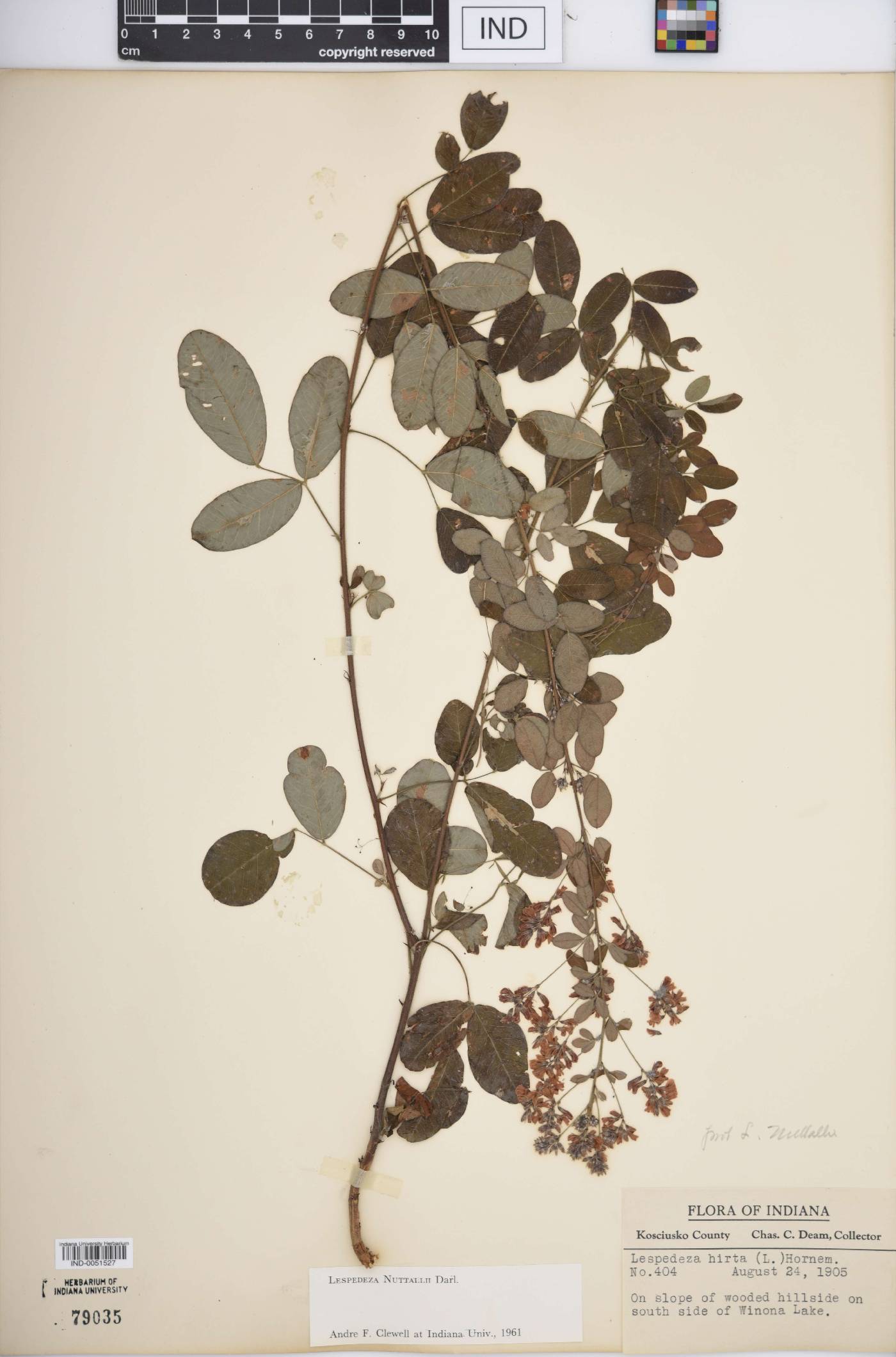Lespedeza × nuttallii image