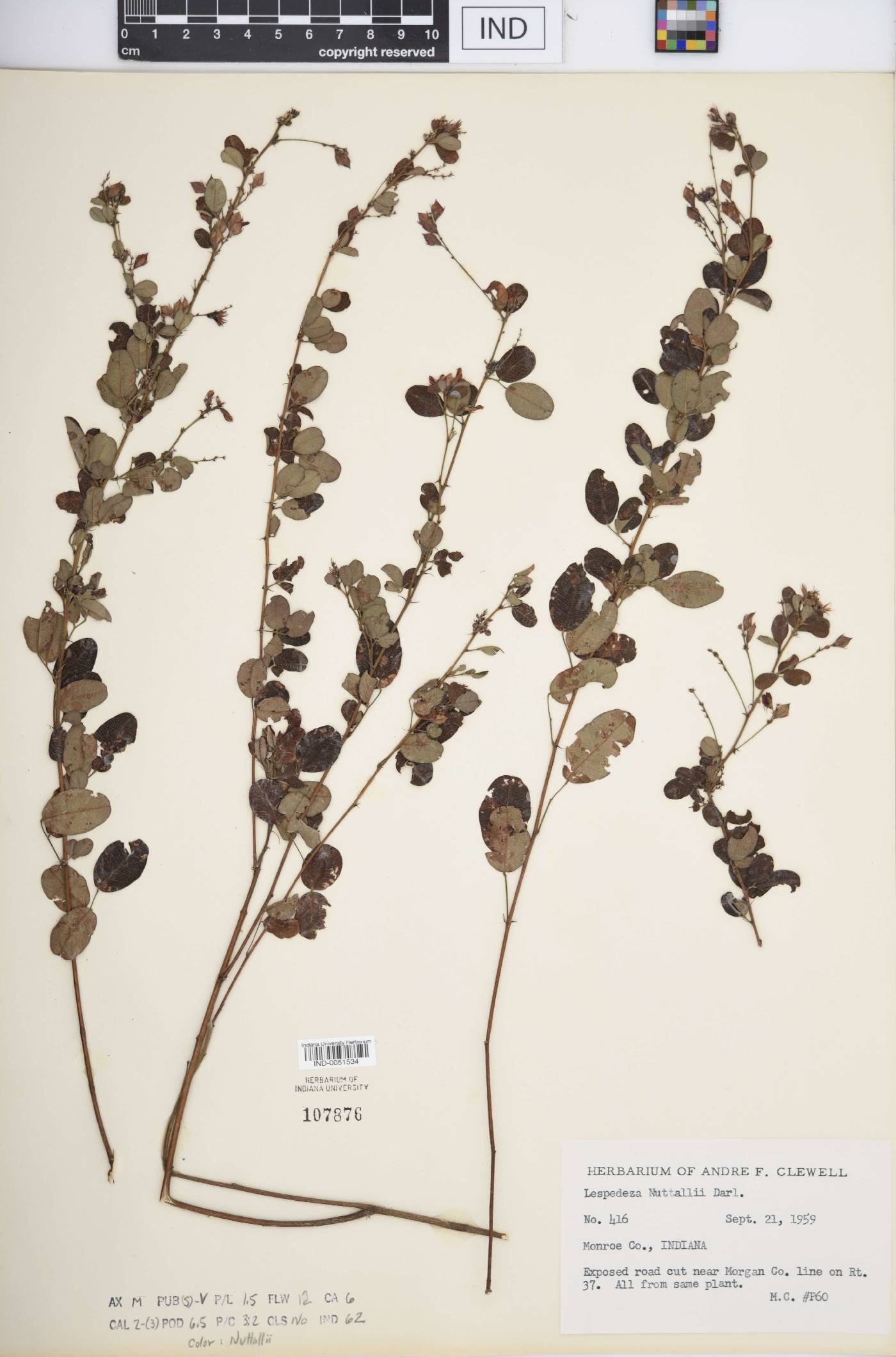 Lespedeza × nuttallii image