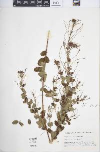 Lespedeza × nuttallii image