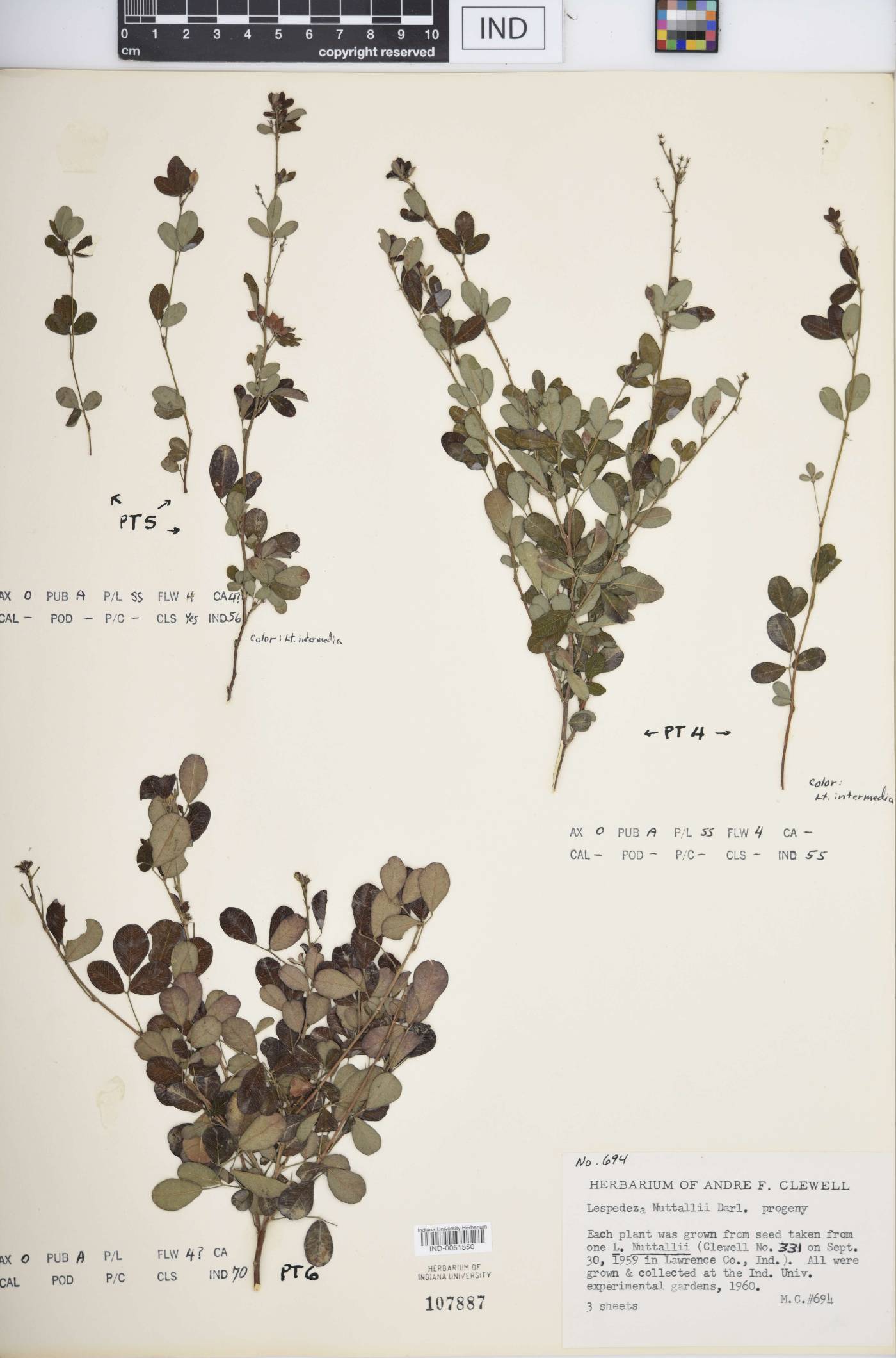 Lespedeza × nuttallii image