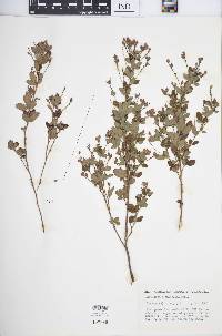 Lespedeza × nuttallii image