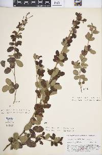 Lespedeza × nuttallii image