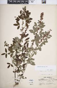 Lespedeza violacea image