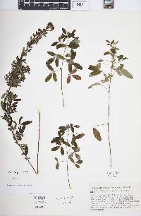 Lespedeza violacea image