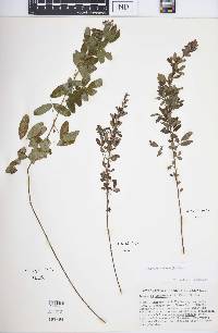 Lespedeza violacea image