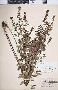 Lespedeza violacea image