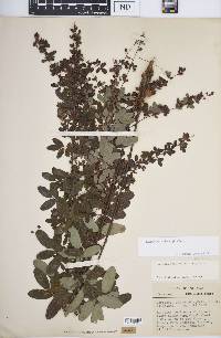 Lespedeza violacea image