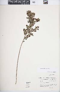 Lespedeza violacea image