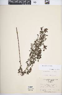 Lespedeza violacea image