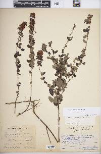 Lespedeza violacea image