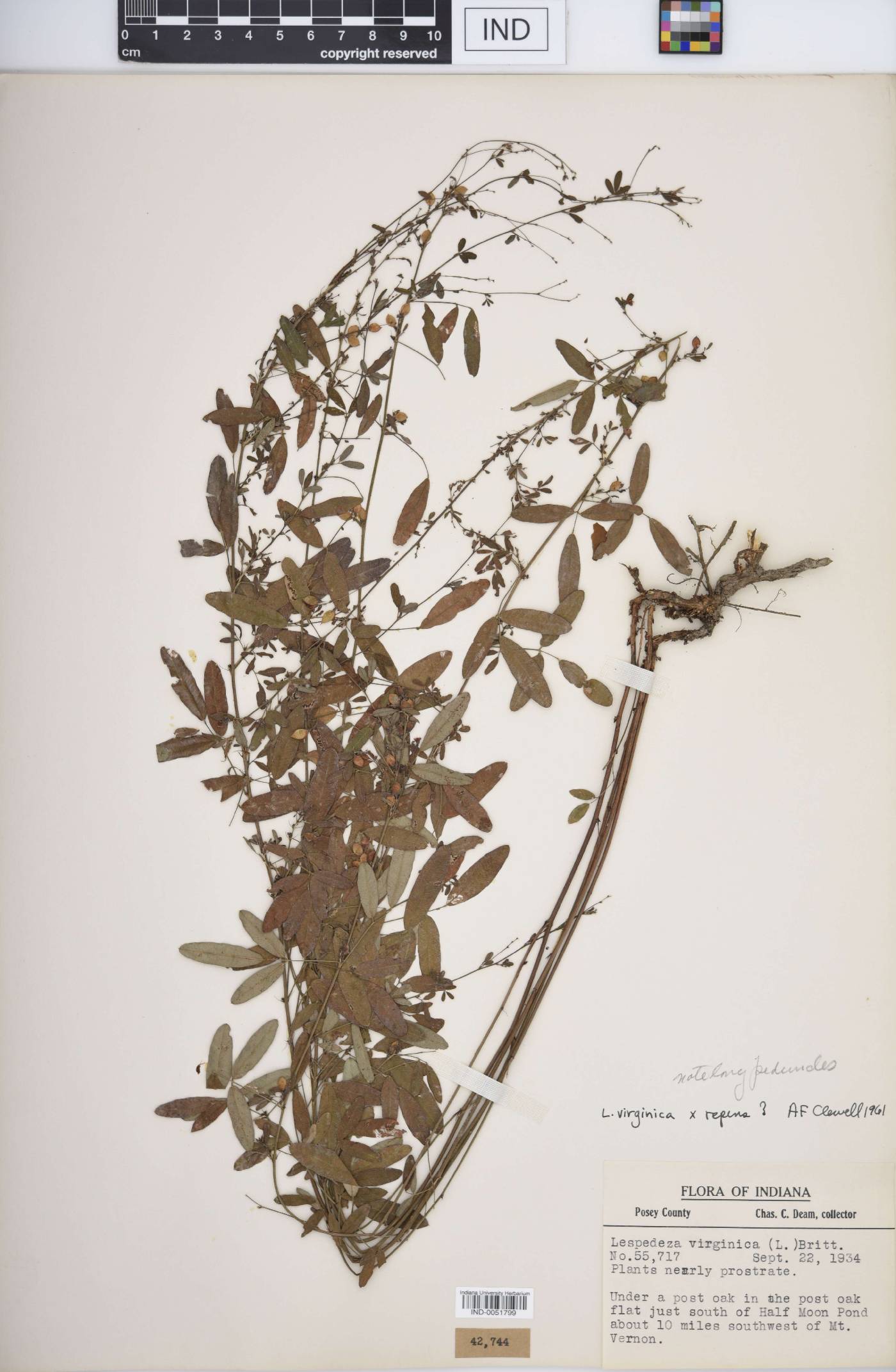 Lespedeza F1 hybrid image