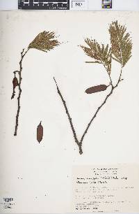 Leucaena diversifolia image