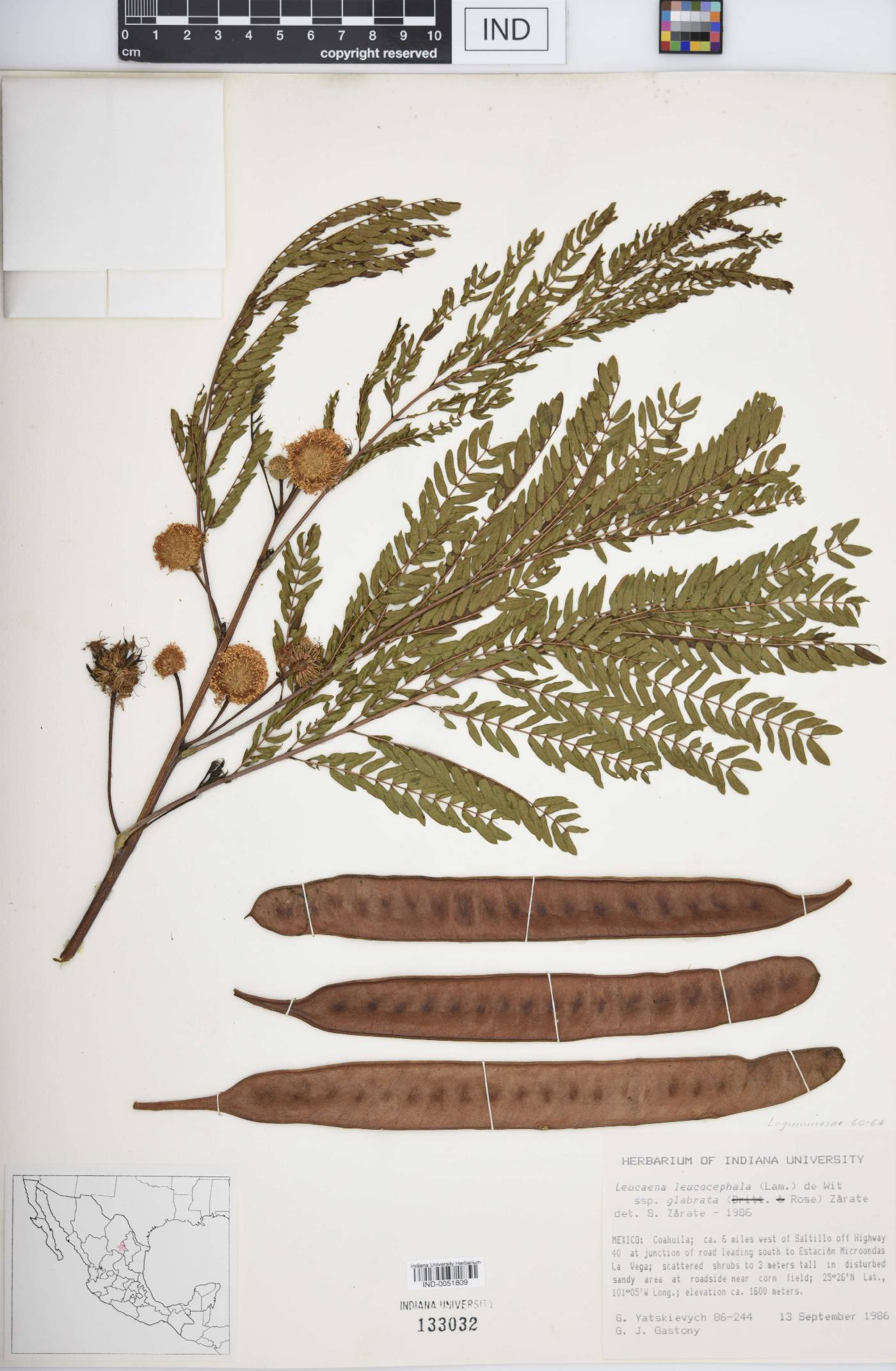 Leucaena leucocephala subsp. glabrata image