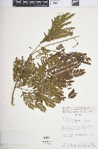 Leucaena shannonii image