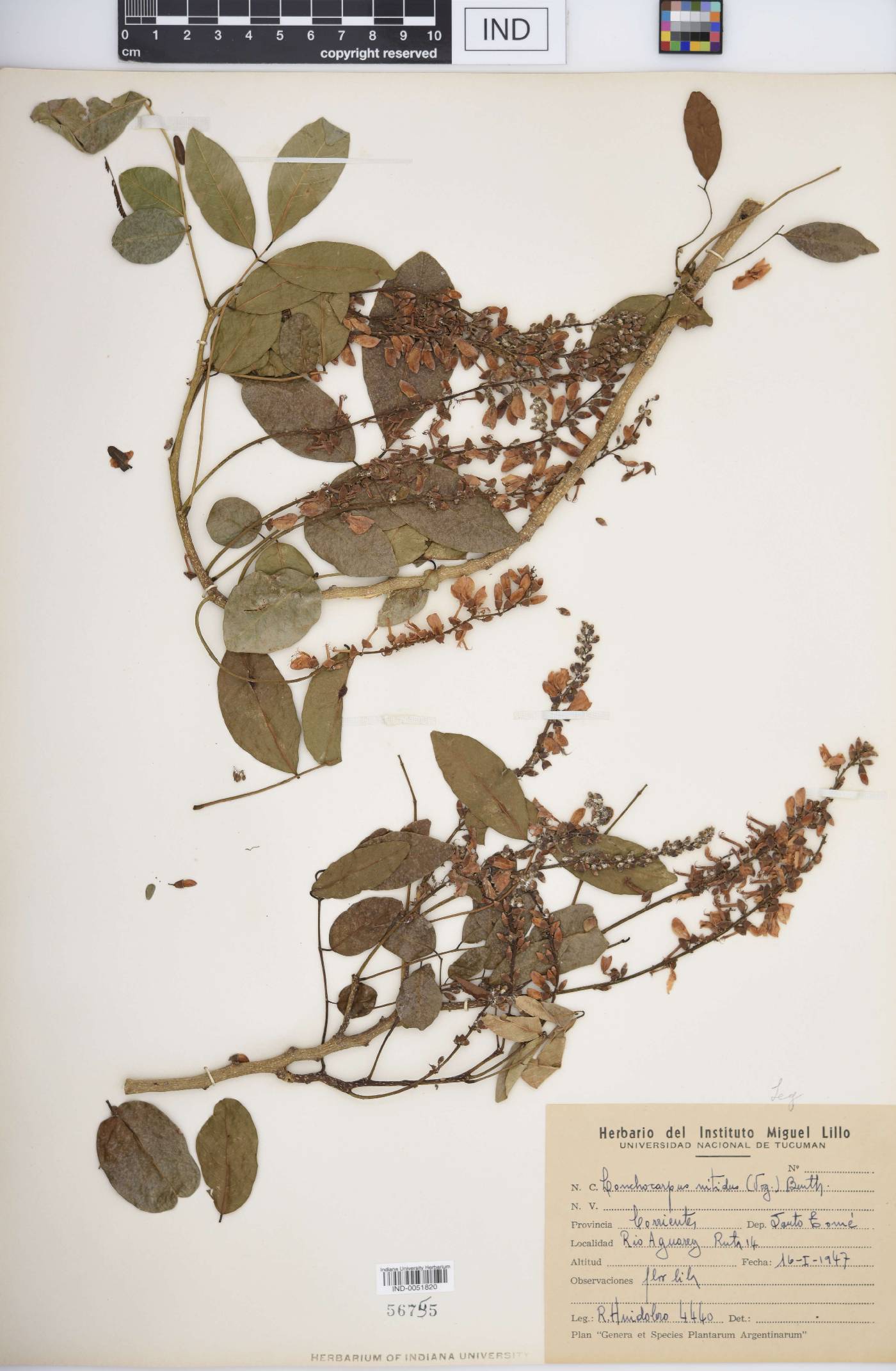 Lonchocarpus nitidus image