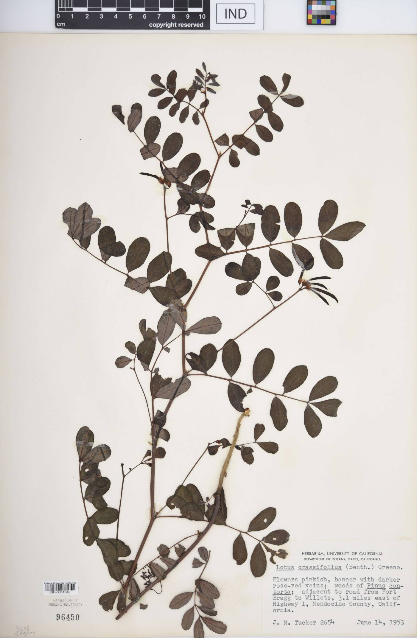 Lotus crassifolius image