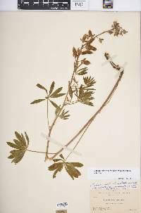 Lupinus arbustus image