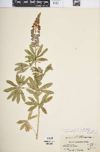 Lupinus argenteus subsp. spathulatus image