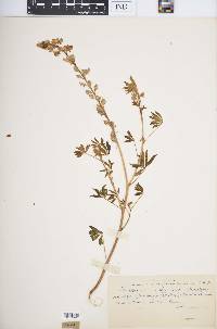 Lupinus arizonicus subsp. setosissimus image