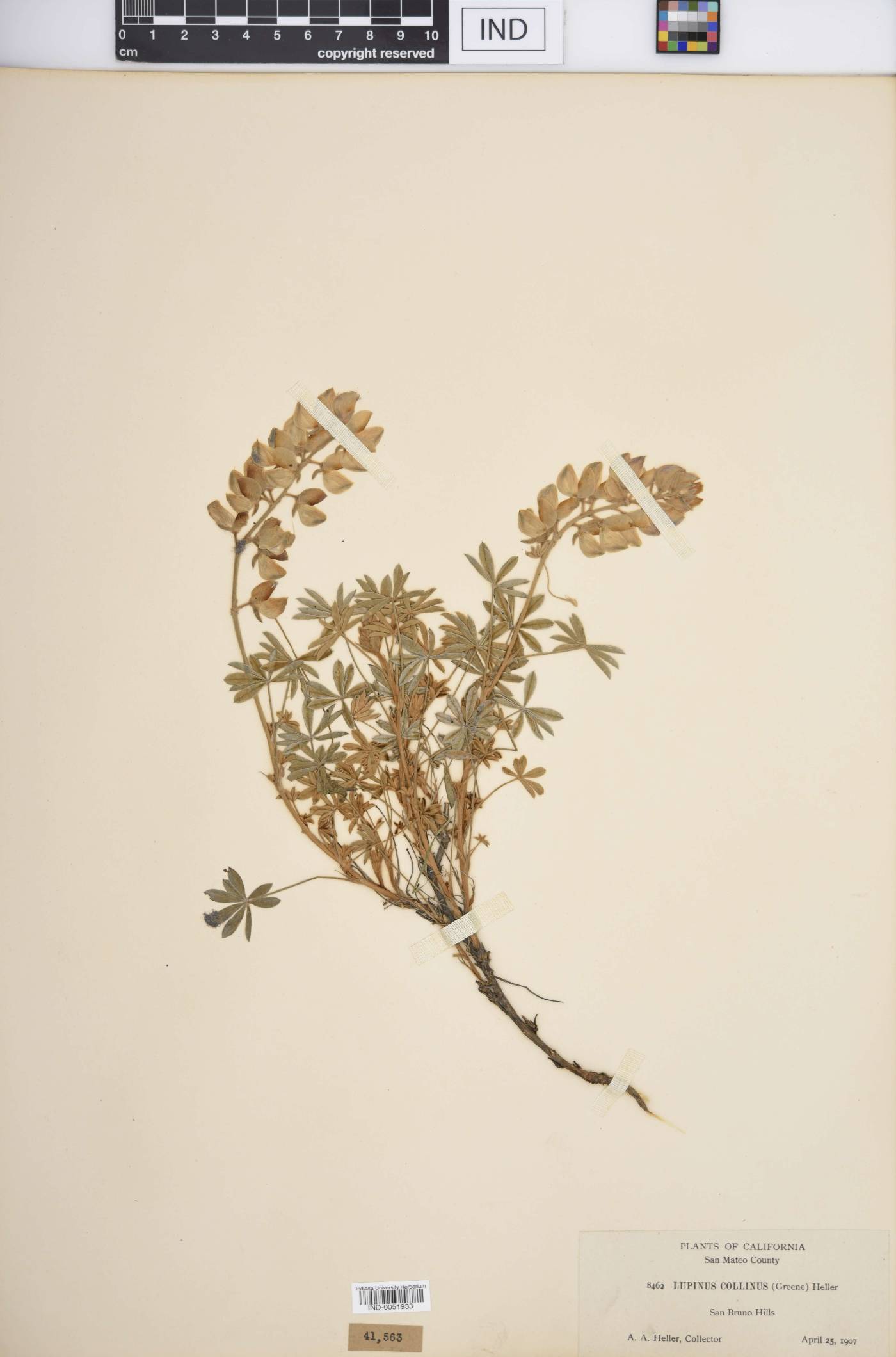 Lupinus collinus image