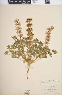 Lupinus densiflorus image