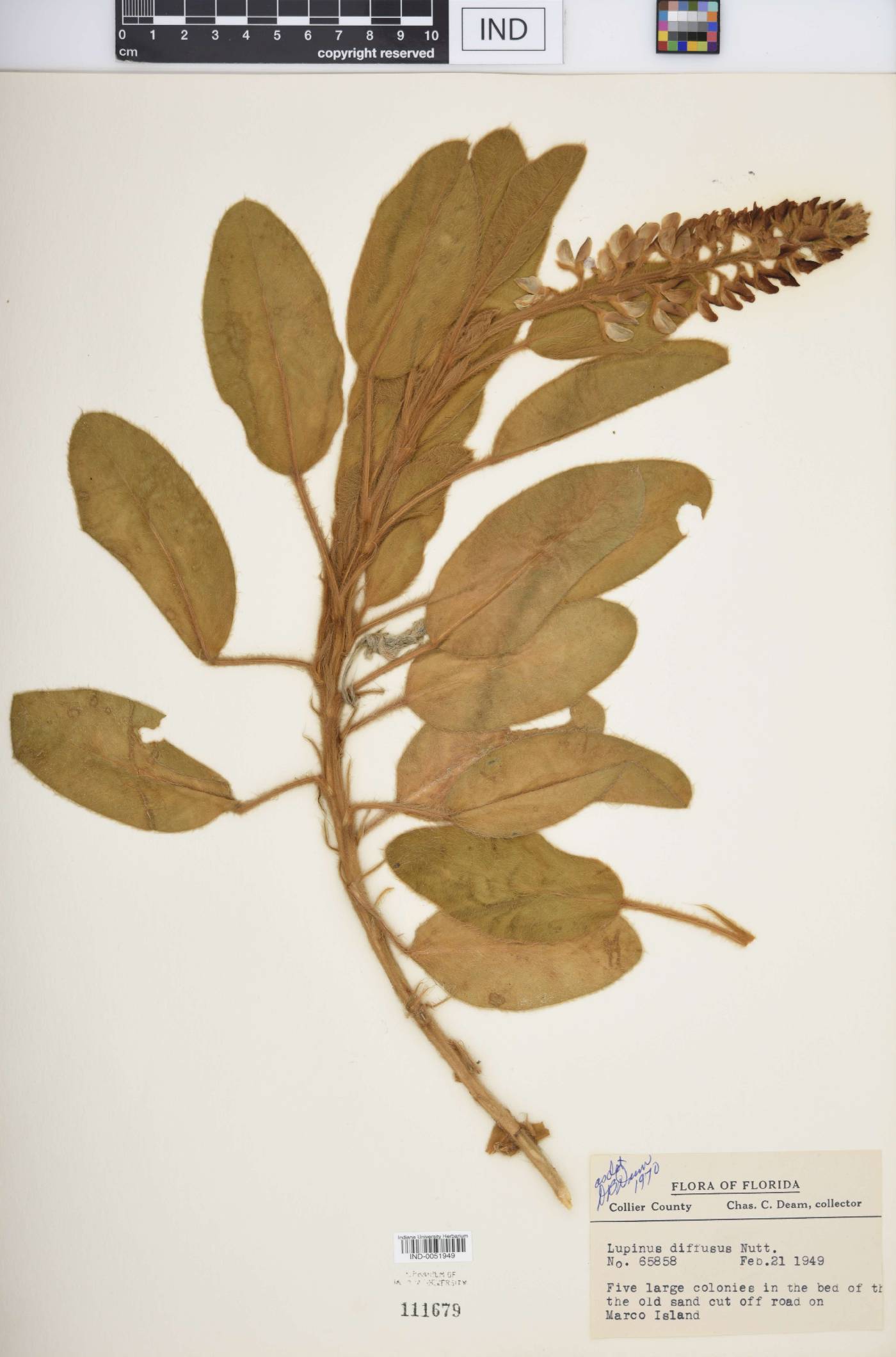 Lupinus diffusus image