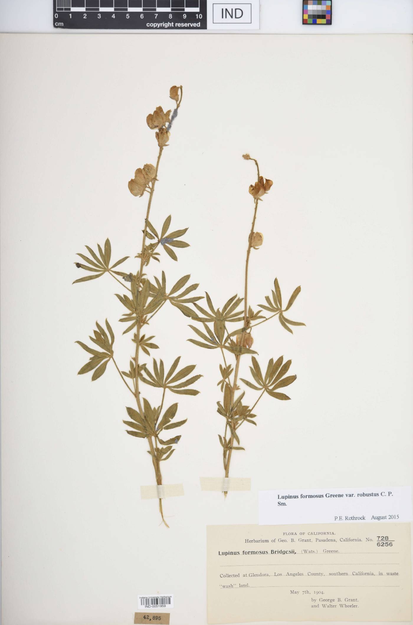 Lupinus formosus var. robustus image