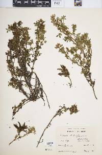 Lupinus humifusus image