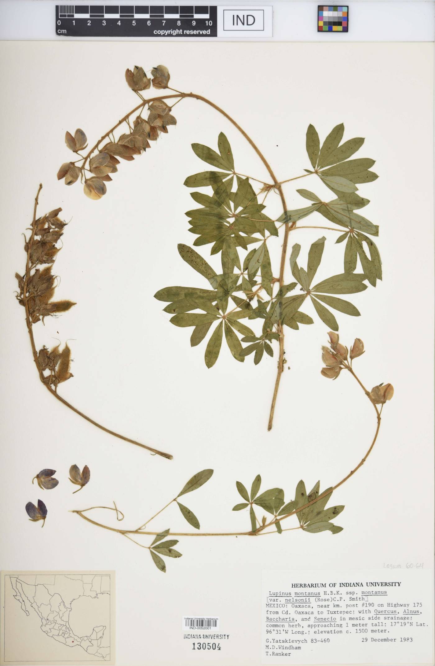 Lupinus montanus subsp. montanus image