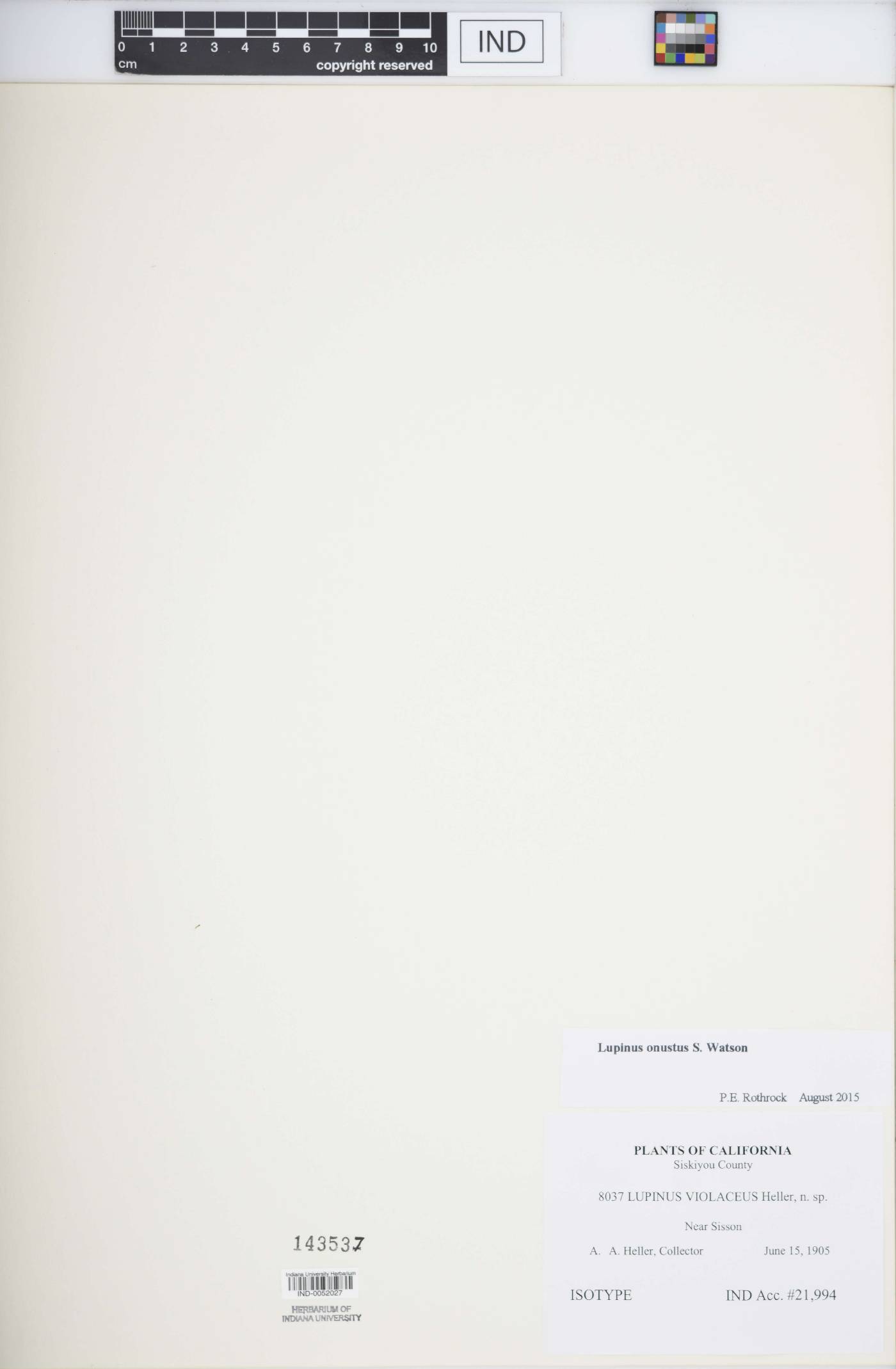 Lupinus onustus image