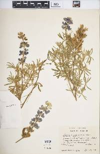 Lupinus paniculatus image