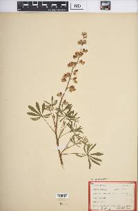 Lupinus perennis subsp. perennis image