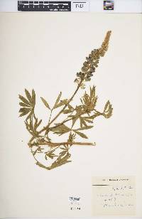 Lupinus pubescens image