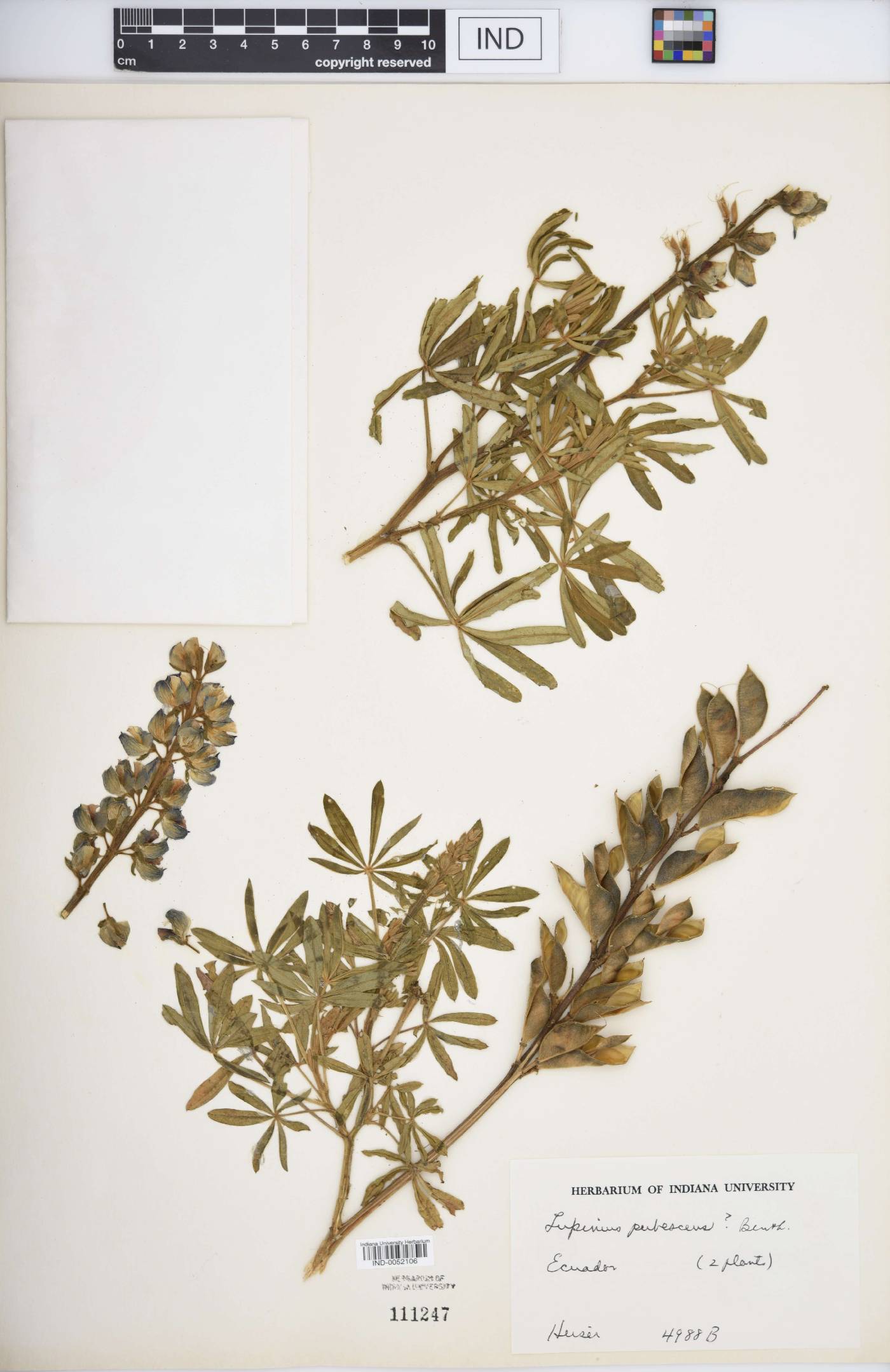 Lupinus pubescens image