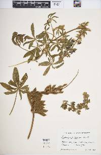 Lupinus pubescens image