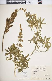 Lupinus pubescens image