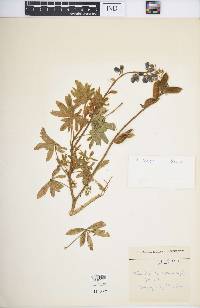 Lupinus pubescens image