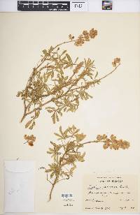 Lupinus pubescens image