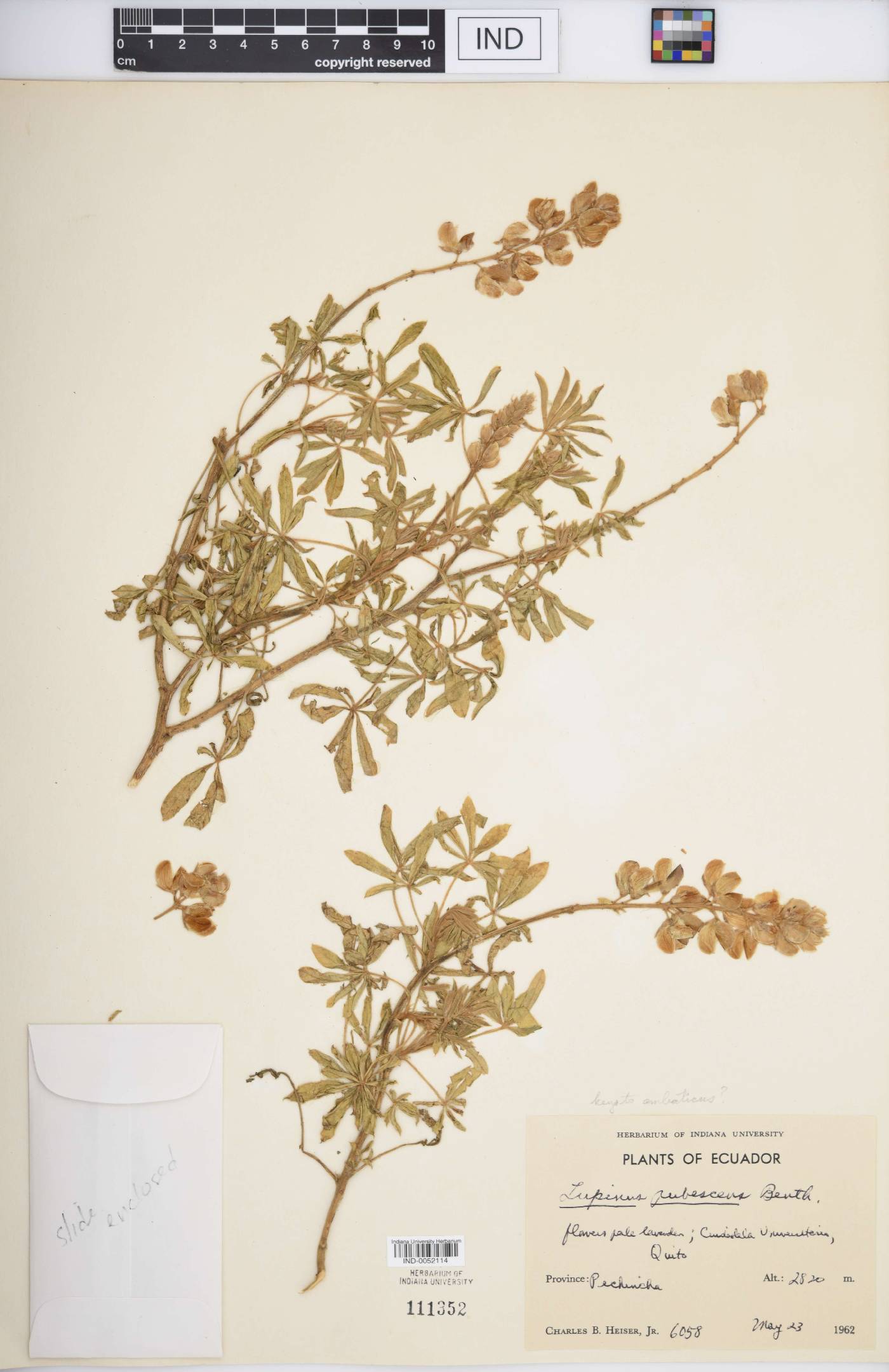 Lupinus pubescens image
