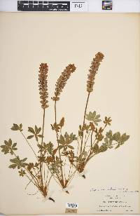 Lupinus sellulus image