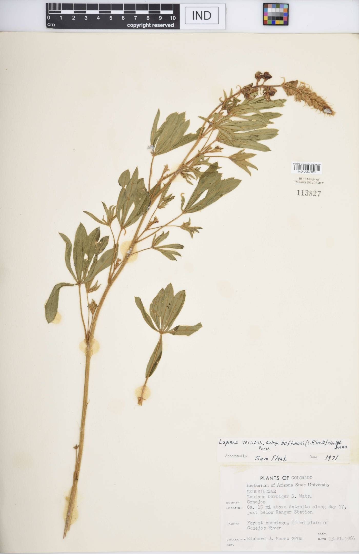 Lupinus sericeus subsp. huffmanii image