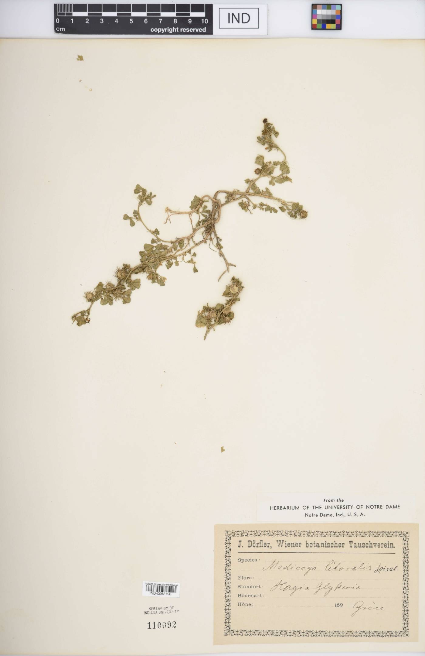 Medicago littoralis image