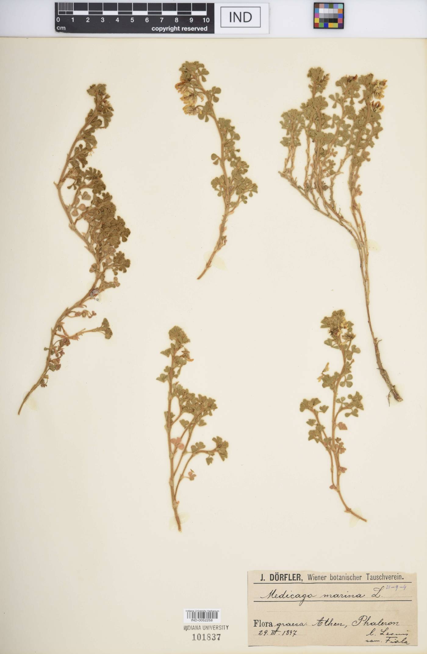Medicago marina image