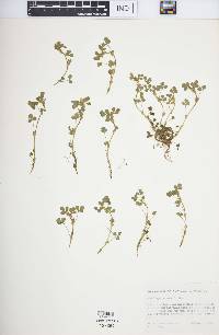 Medicago minima image