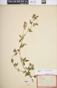 Medicago sativa subsp. sativa image